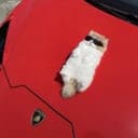 lambo
