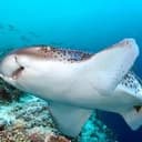 SharkWeek