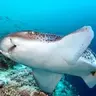 SharkWeek