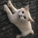 CATMOM