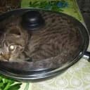 Pancat