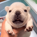 Pibble