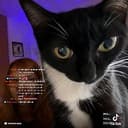 Meowderator
