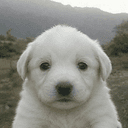 Copito