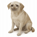 CASHDOG