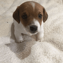 Jack