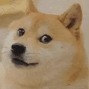Doge