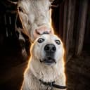 Labrador