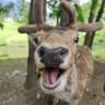 DERPBUCK