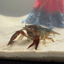 BABYCLAW