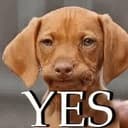 YESDOG