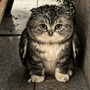 OWLCAT