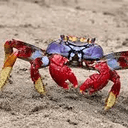 BUREAUCRAB