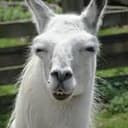 LAMA