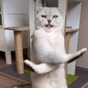 Kisa