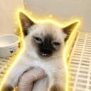 NEEGCAT