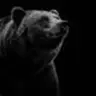 Bear🔥
