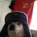Собака