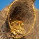 Oxpecker