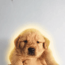 pup