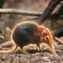 Sengi