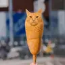Corndogcat