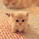 KIT