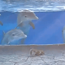 FANTASTIC4