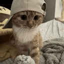 catwifcap