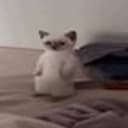 mimi