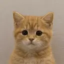 MEOW