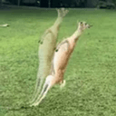 auradeer