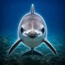 Vaquita