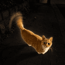 helicat