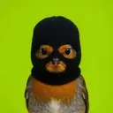 ROBBIN