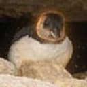 Puffin