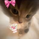 MISS CAT