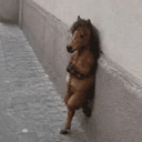 horse