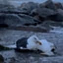 Seagull