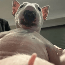 DOGWIFDICK