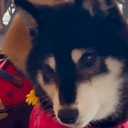 SHIBUCOIN