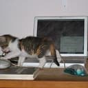Qucat