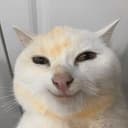 SmirkCat