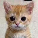 gato