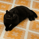 CHONK