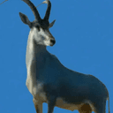 BUCK
