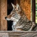 Coyote