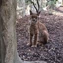 Lynx