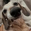 OBI