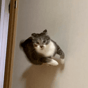 WALLCAT